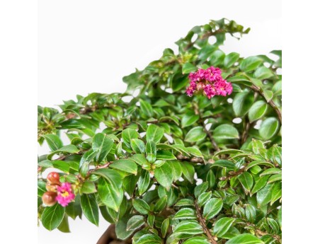 Lagerstroemia Indica - Mirto Crespo - 18 cm