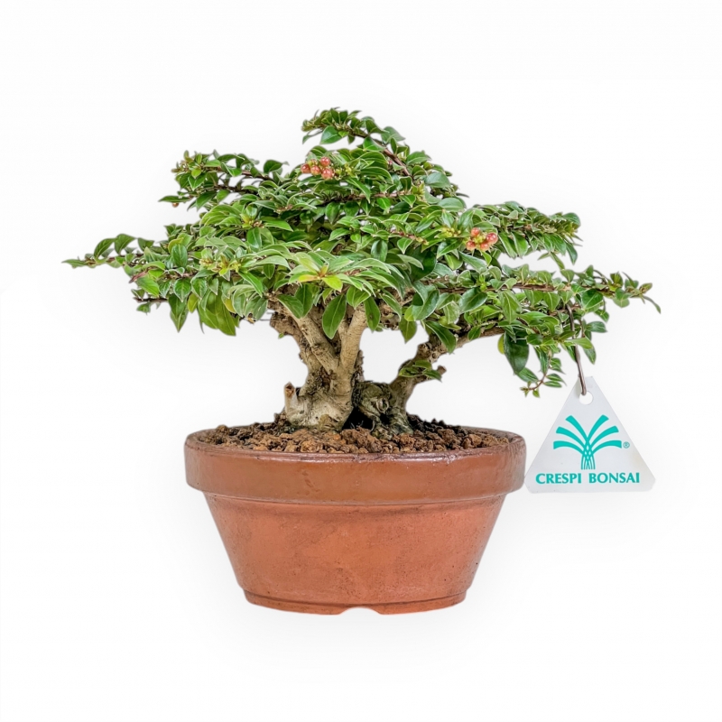 Lagerstroemia Indica - Crespón de mirto - 18 cm