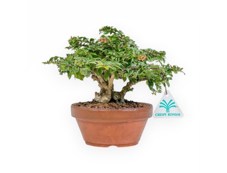 Lagerstroemia Indica - Crape Myrtle - 18 cm