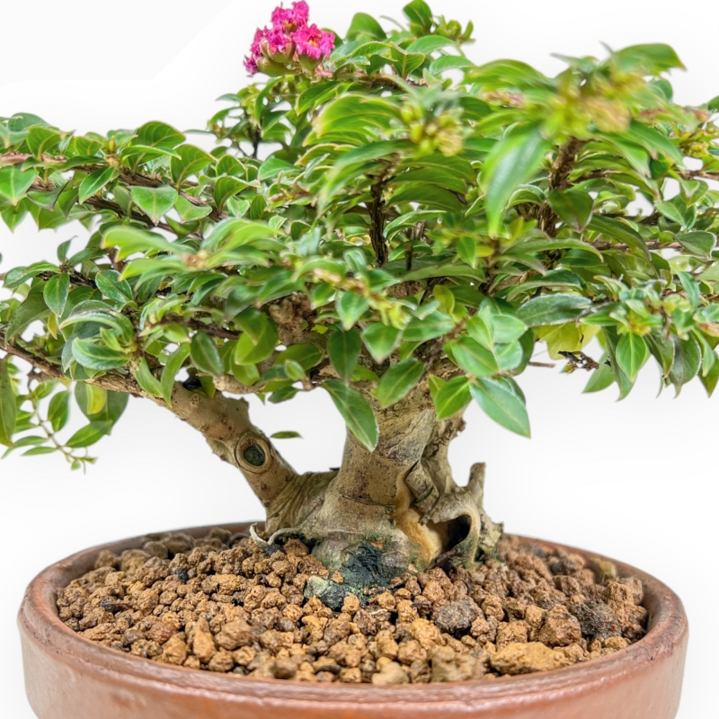 Lagerstroemia Indica - Crespón de mirto - 18 cm