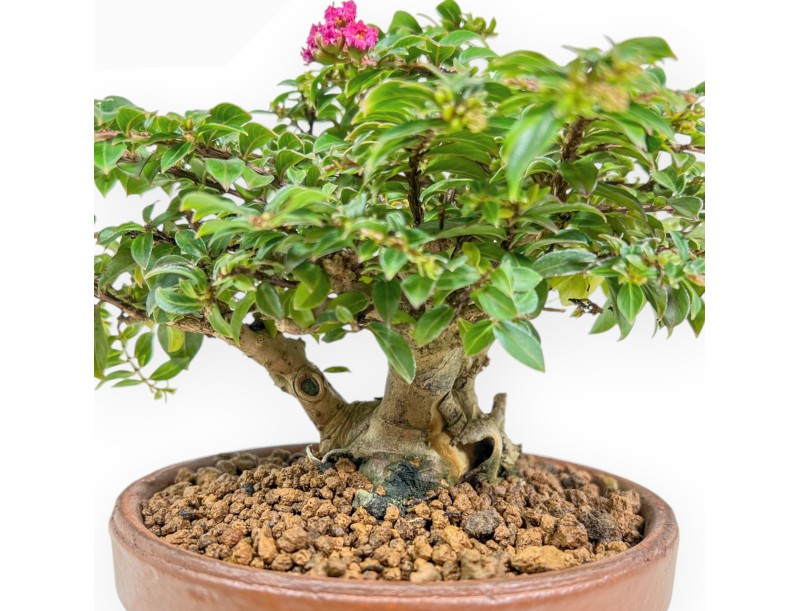 Lagerstroemia Indica - Myrte de Crêpe - 18 cm