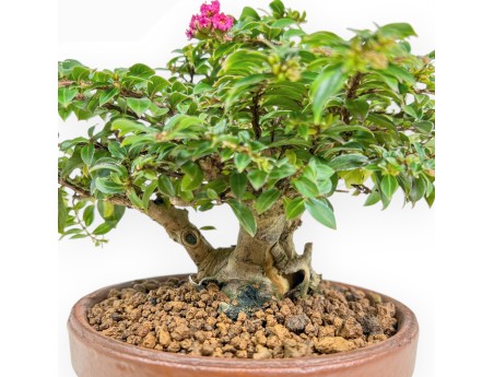Lagerstroemia Indica - Mirto Crespo - 18 cm