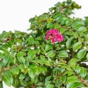Lagerstroemia Indica - Crespón de mirto - 18 cm