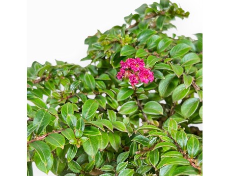 Lagerstroemia Indica - Mirto Crespo - 18 cm