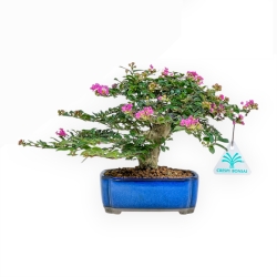 Lagerstroemia Indica - Myrte de Crêpe - 17 cm