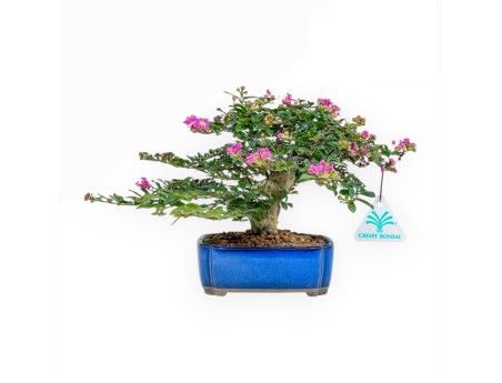 Lagerstroemia Indica - Crespón de mirto - 17 cm