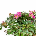 Lagerstroemia Indica - Mirto Crespo - 17 cm