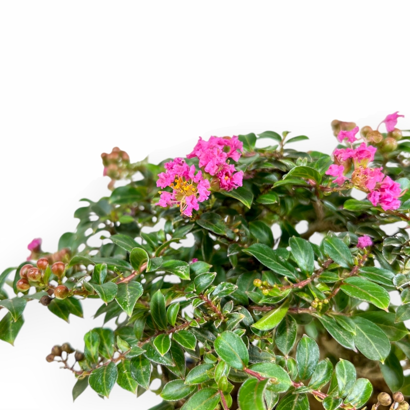 Lagerstroemia Indica - Mirto Crespo - 17 cm