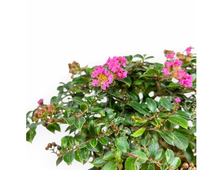 Lagerstroemia Indica - Crespón de mirto - 17 cm