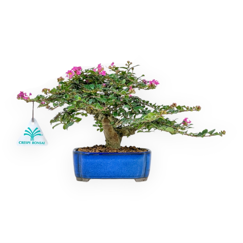 Lagerstroemia Indica - Mirto Crespo - 17 cm