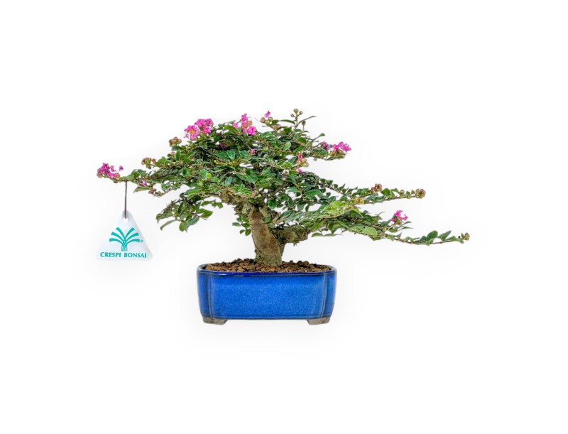 Lagerstroemia Indica - Myrte de Crêpe - 17 cm