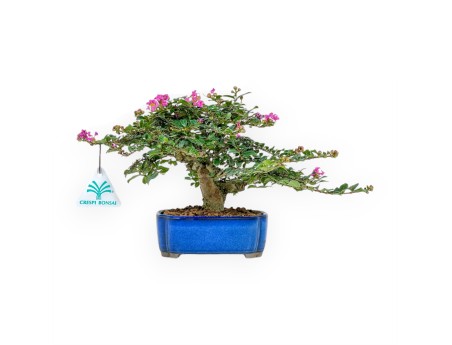 Lagerstroemia Indica - Crespón de mirto - 17 cm