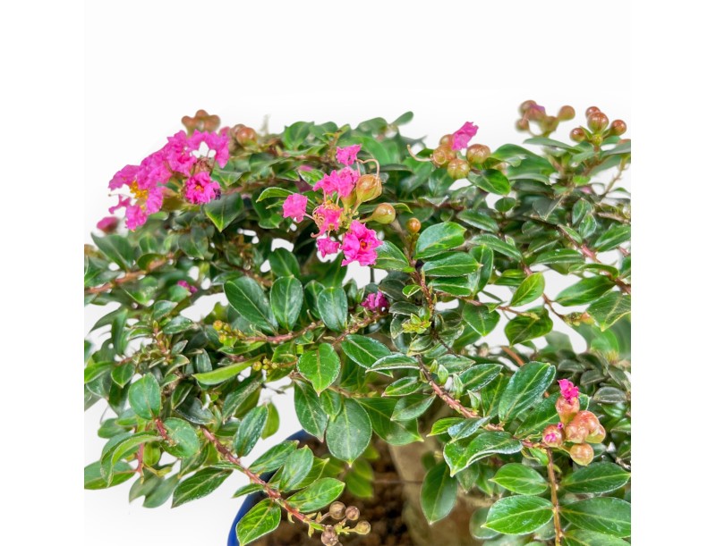 Lagerstroemia Indica - Kreppmyrte - 17 cm