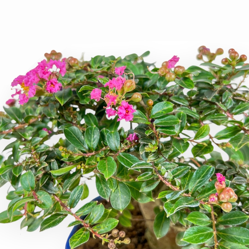 Lagerstroemia Indica - Mirto Crespo - 17 cm