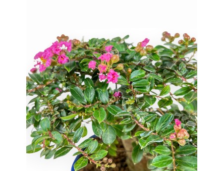 Lagerstroemia Indica - Kreppmyrte - 17 cm