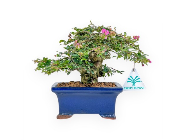 Lagerstroemia - Kreppmyrte - 17 cm