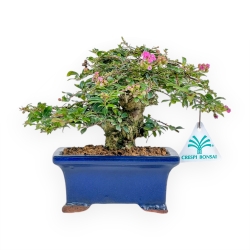 Lagerstroemia - Mirto Crespo - 17 cm