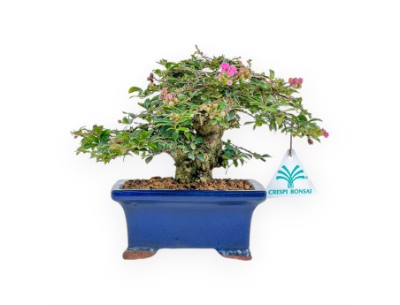 Lagerstroemia - Kreppmyrte - 17 cm