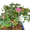 Lagerstroemia - Mirto Crespo - 17 cm