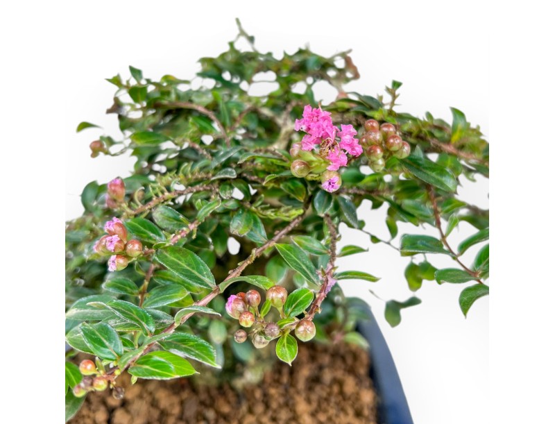 Lagerstroemia - Kreppmyrte - 17 cm
