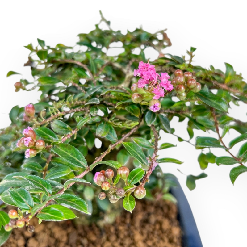 Lagerstroemia - Mirto Crespo - 17 cm