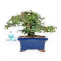 Lagerstroemia - Mirto Crespo - 17 cm