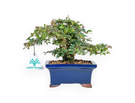 Lagerstroemia - Myrte de crêpe - 17 cm