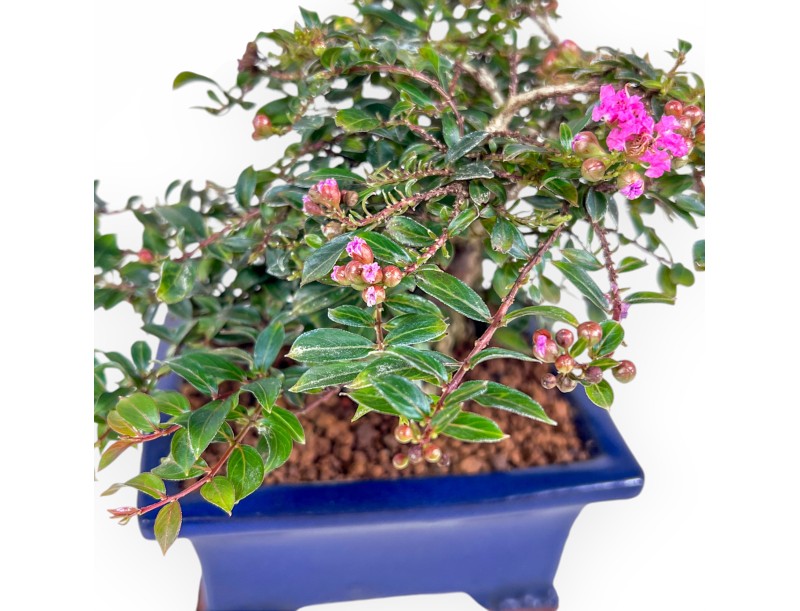 Lagerstroemia - Crape Myrtle - 17 cm