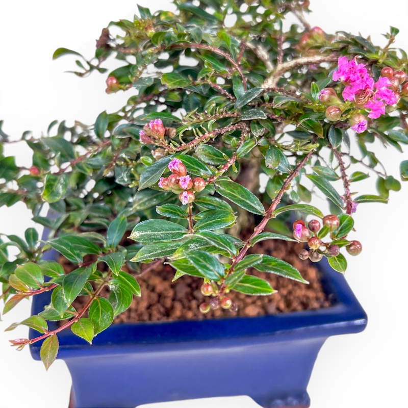 Lagerstroemia - Mirto Crespo - 17 cm