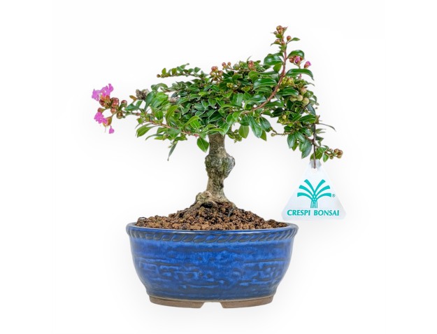 Lagerstroemia - Crespón de mirto - 17 cm