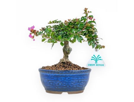 Lagerstroemia - Myrte de crêpe - 17 cm