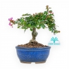 Lagerstroemia - Rouwband mirte - 17 cm