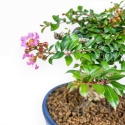 Lagerstroemia - Crape Myrtle - 17 cm