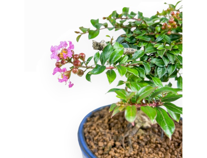 Lagerstroemia - Crespón de mirto - 17 cm