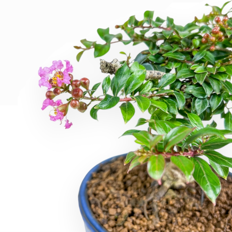 Lagerstroemia - Rouwband mirte - 17 cm