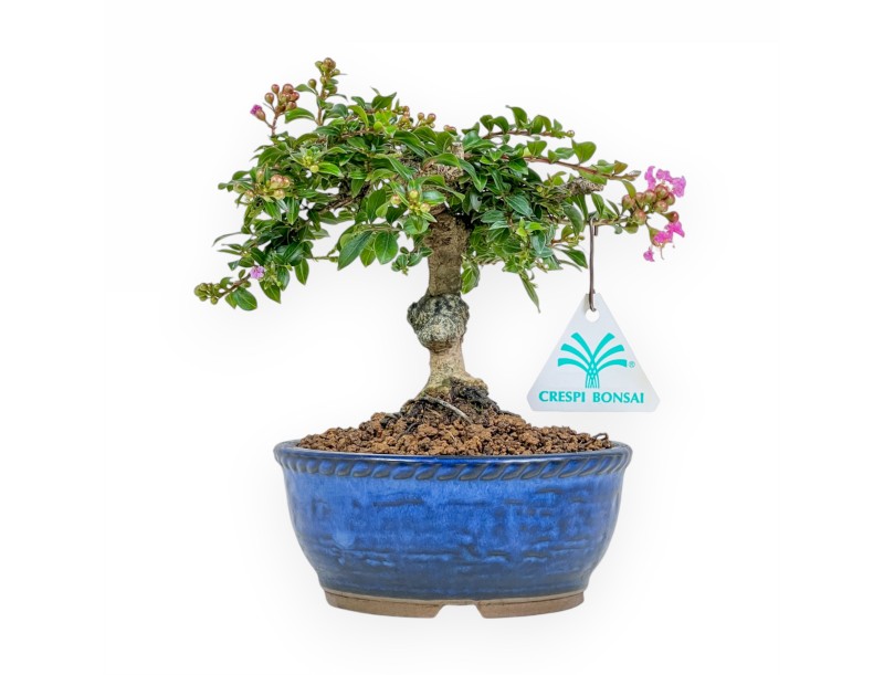 Lagerstroemia - Crespón de mirto - 17 cm