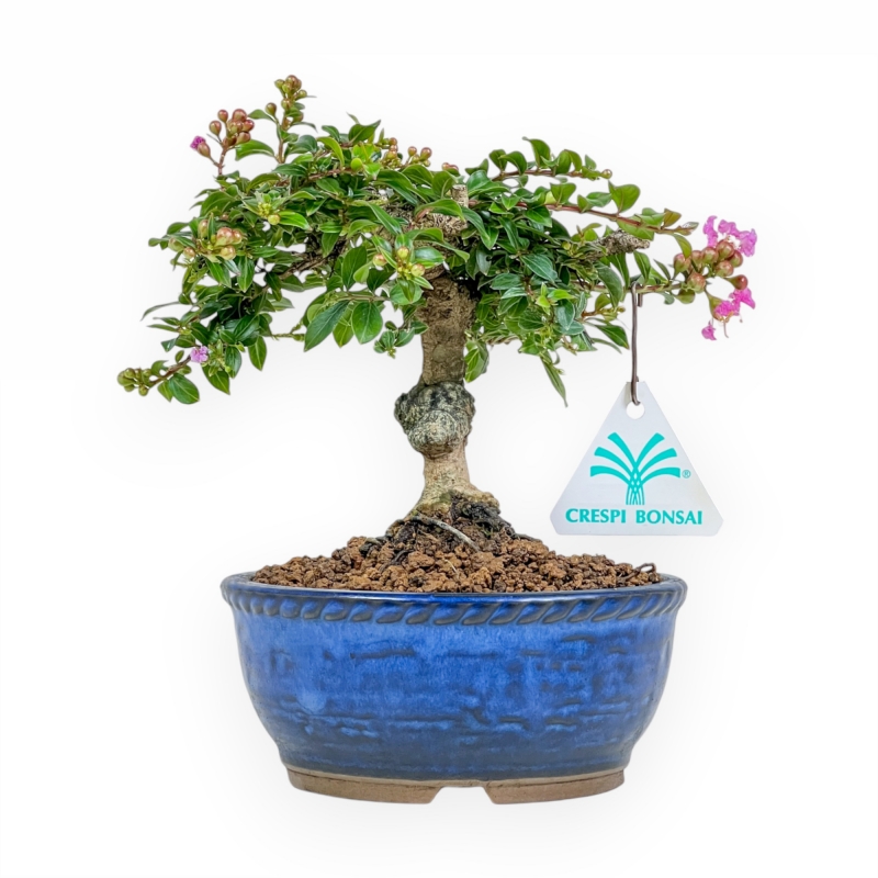 Lagerstroemia - Rouwband mirte - 17 cm