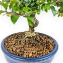 Lagerstroemia - Crape Myrtle - 17 cm