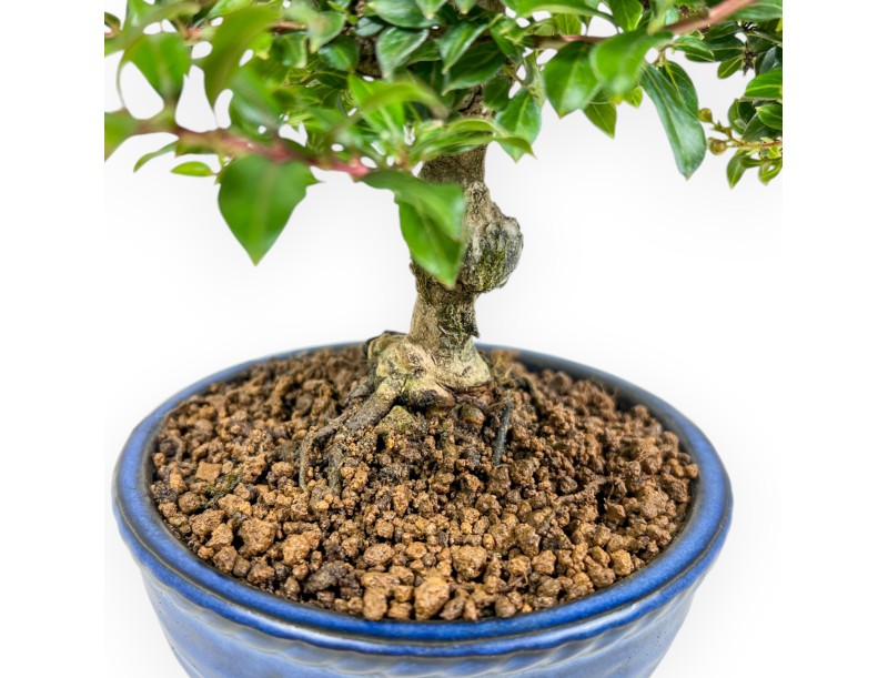 Lagerstroemia - Kreppmyrte - 17 cm