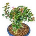 Lagerstroemia - Crape Myrtle - 17 cm