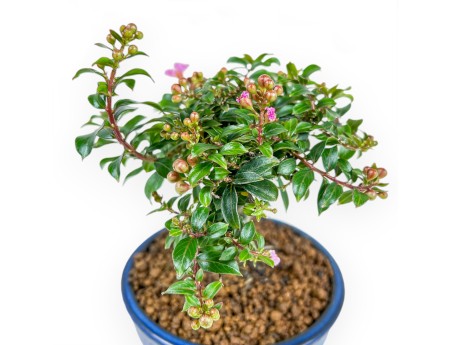 Lagerstroemia - Kreppmyrte - 17 cm