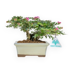 Lagerstroemia - Crape Myrtle - 16 cm
