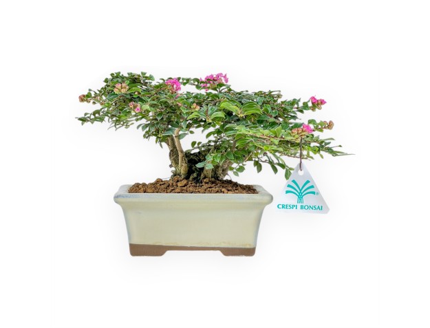 Lagerstroemia - Kreppmyrte - 16 cm