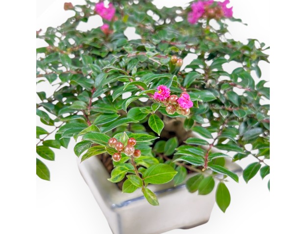 Lagerstroemia - Crespón de mirto - 16 cm 2