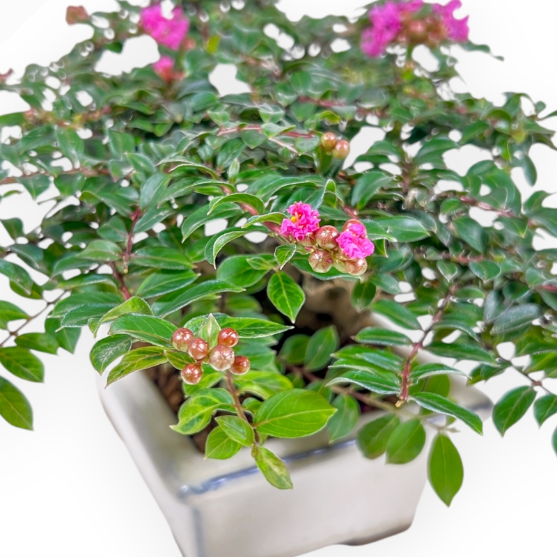 Lagerstroemia - Rouwband mirte - 16 cm