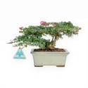 Lagerstroemia - Rouwband mirte - 16 cm