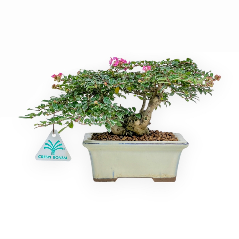 Lagerstroemia - Rouwband mirte - 16 cm