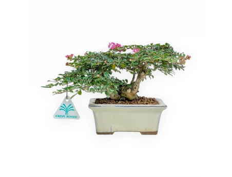 Lagerstroemia - Crespón de mirto - 16 cm