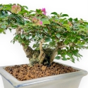 Lagerstroemia - Rouwband mirte - 16 cm