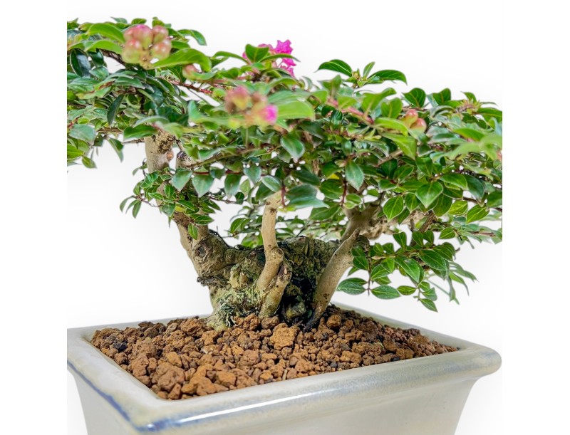 Lagerstroemia - Mirto Crespo - 16 cm